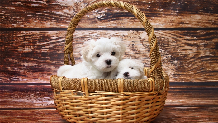 Basket of Maltese Puppies 4K