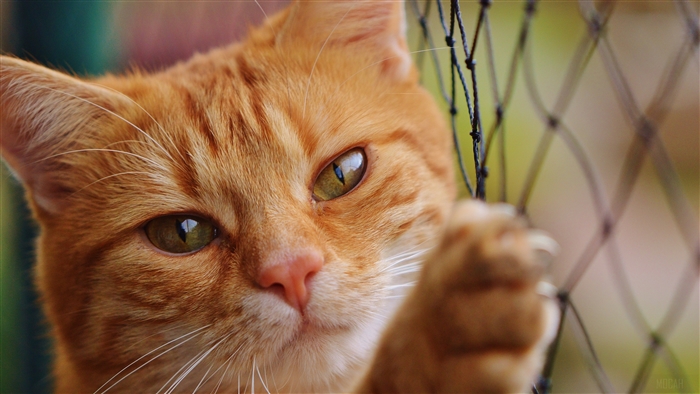 Orange cat behind a fence 4K