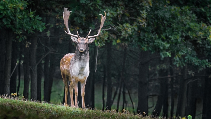 Fallow Deer in Forest 4K