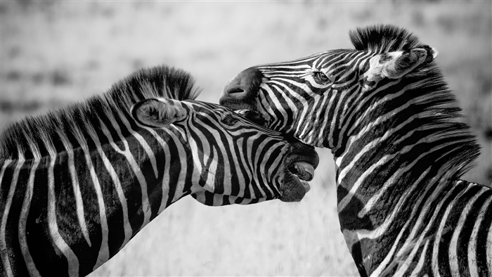 Two zebras interacting in black and white 4K