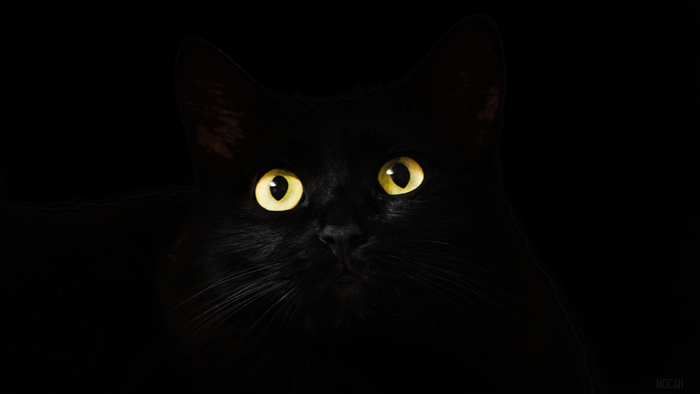 Black Cat with Yellow Eyes in Darkness 4K