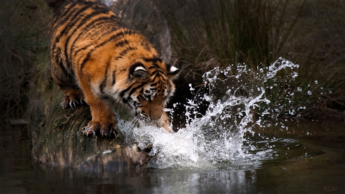 Tiger splashing water 4K