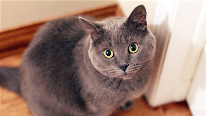 Gray Cat Face 4K