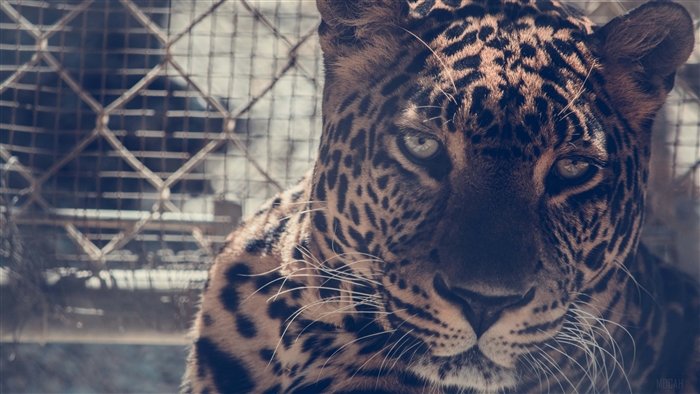 4K Leopard in Cage