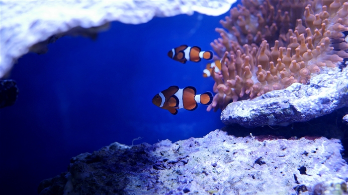 Clownfish in a coral reef aquarium 4K