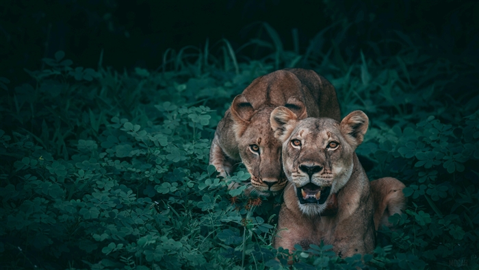 Two lions in dark green foliage 4K