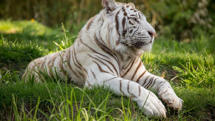 White Tiger Lying in Grass 4K