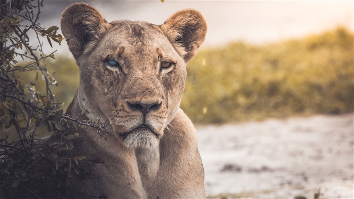 Lion near a lake