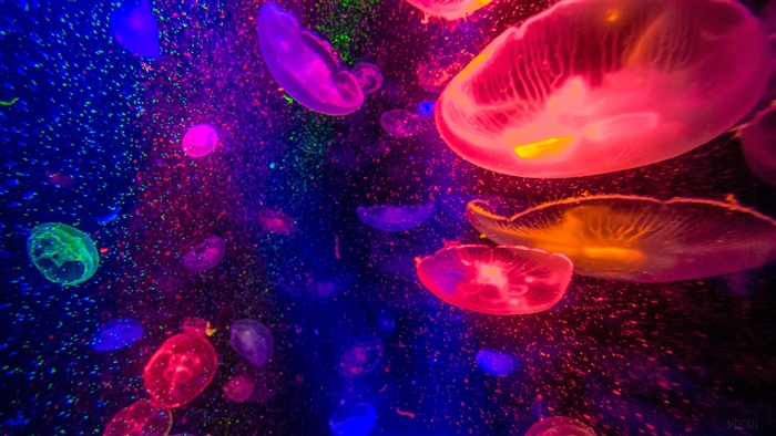 Neon Jellyfish in Dark Water 4K