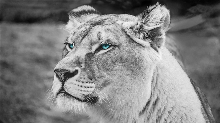 Lion with Blue Eyes Monochrome 4K