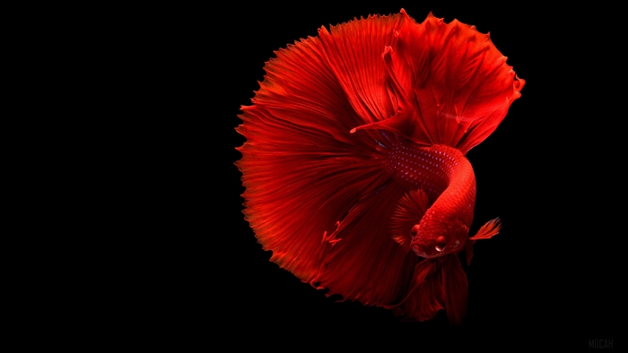 Red Siamese Fighting Fish 4K