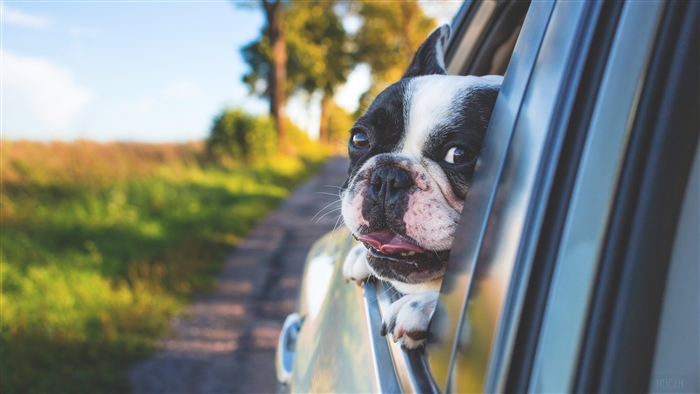 Boston Terrier Dog Looking Out Car Window 4K
