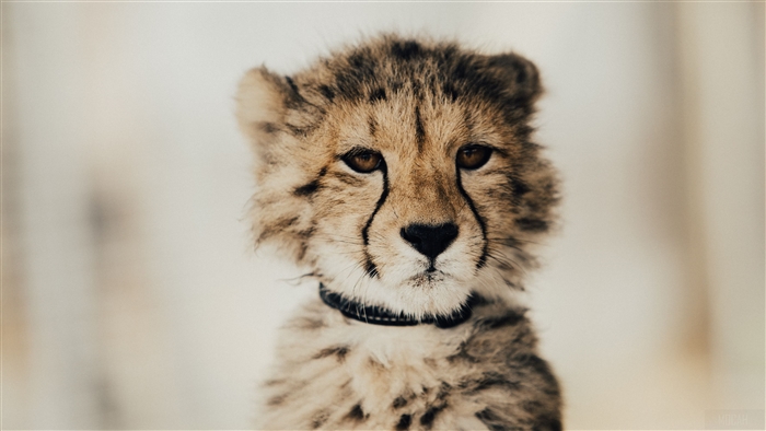 Baby Cheetah
