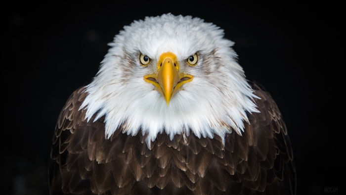 Bald Eagle close-up 4K