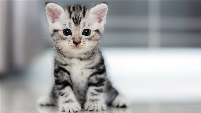 Small Kitten