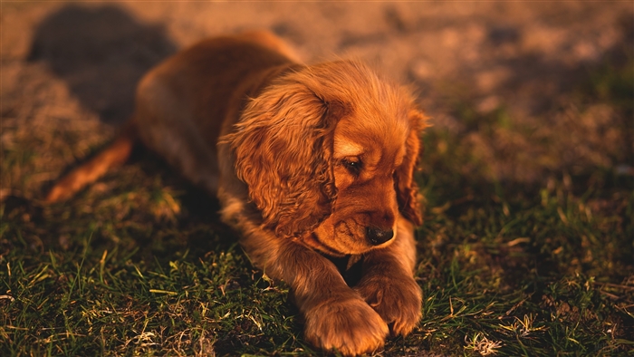 Cute Small Brown Puppy Lying on Grass 4K