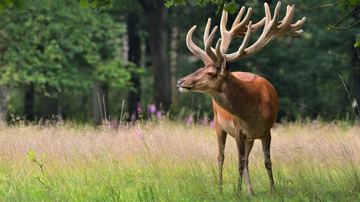 Majestic Red Deer Stag with Large Antlers in a Forest Meadow
