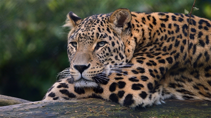 Leopard resting on a log