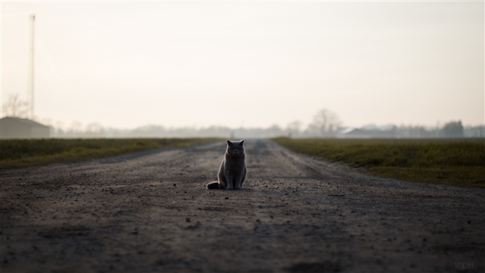 British cat sits on a dirt road