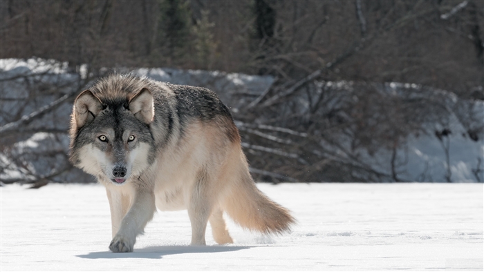 Wild Wolf in Snowy Landscape 4K