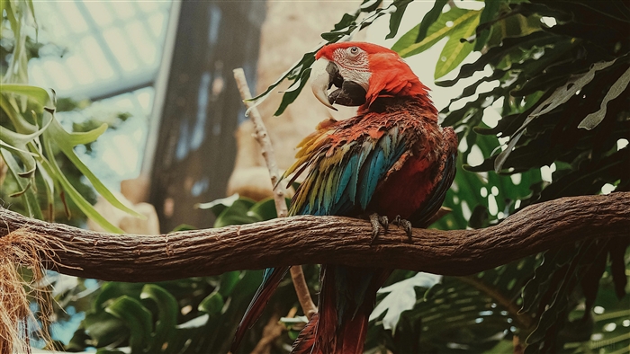 Colorful Macaw Parrot on a Branch
