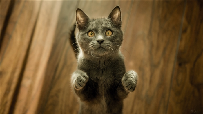 Gray kitten standing on wooden floor 4K