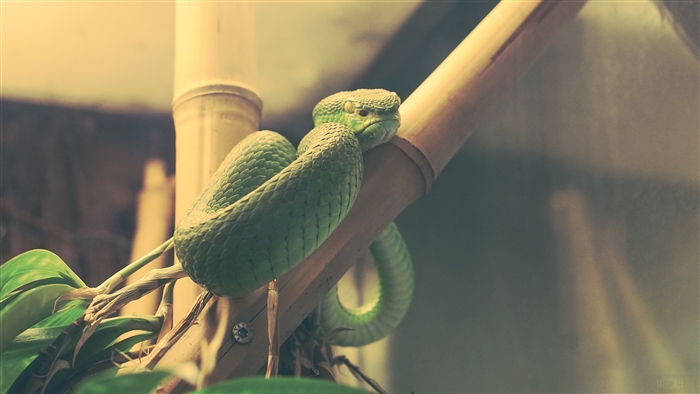 Green snake on bamboo in a terrarium