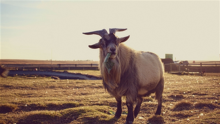 Goat eating grass in a field
