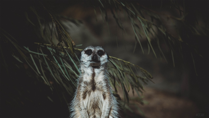 Meerkat standing in front of foliage 4K