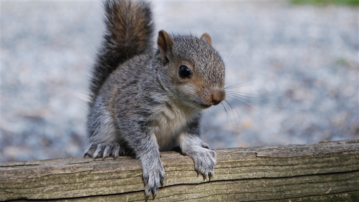 Squirrel on a log