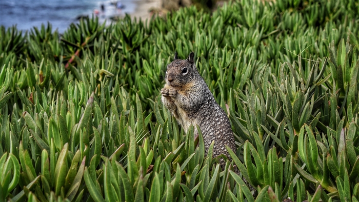 Squirrel in green succulent plants near the ocean