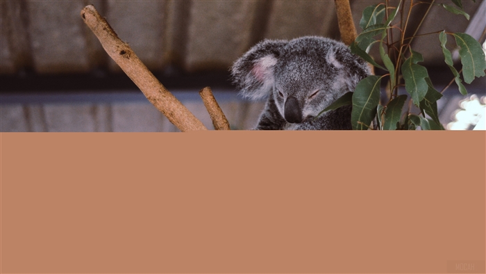 Koala sleeping on a tree branch with eucalyptus leaves