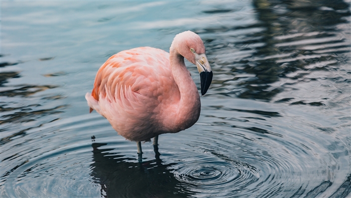 Pink flamingo standing in water