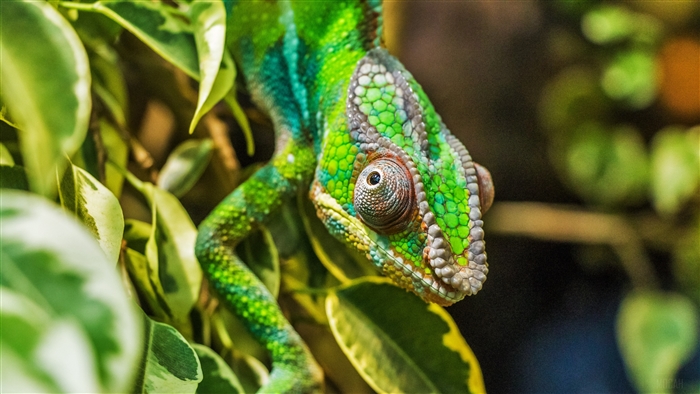Chameleon on a branch with leaves 4K