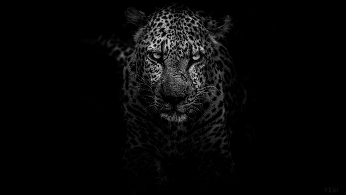 Leopard in Monochrome 4K