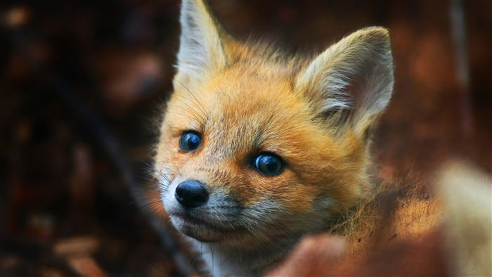 Cute Fox Cub