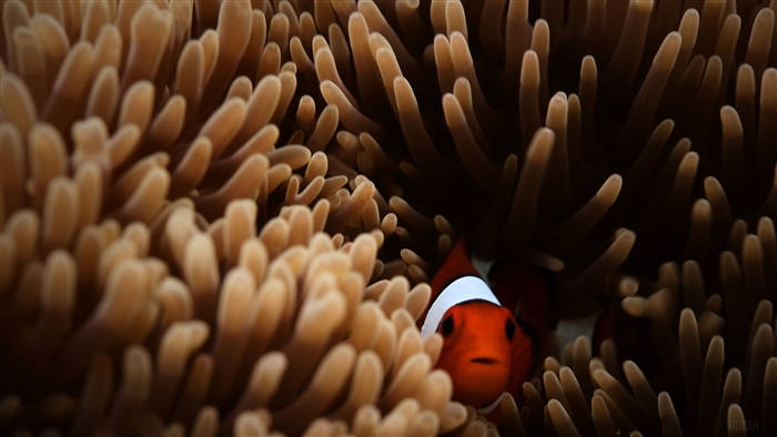 Clownfish in Sea Anemone 4K