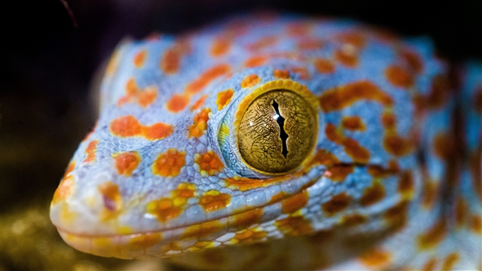 Tokay Gecko Eye Macro 4K