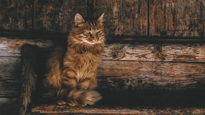 Fluffy orange tabby cat sitting on wooden planks