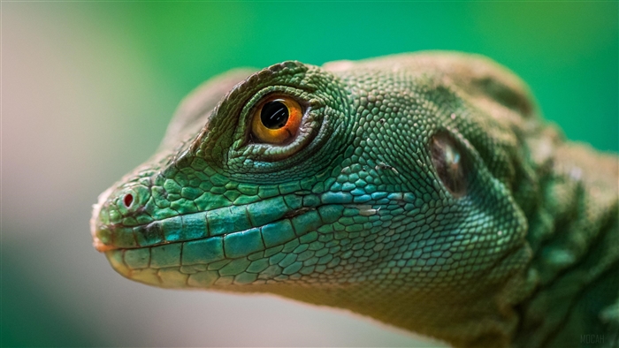 Green Lizard Reptile Macro