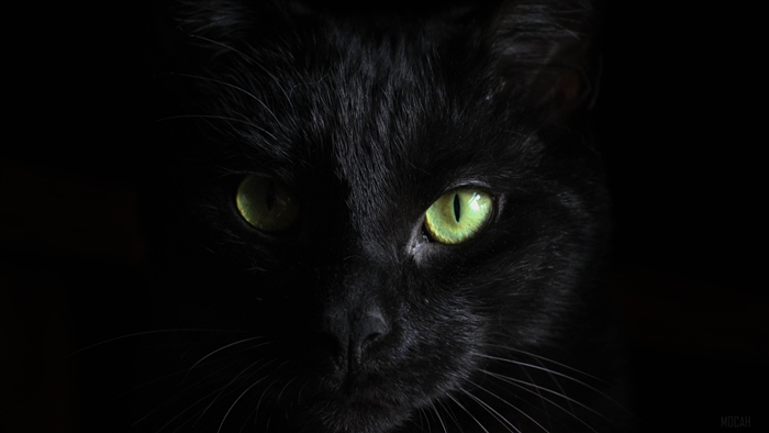 Black Cat with Green Eyes 4K