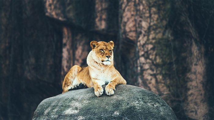 Lion Sitting On Rock