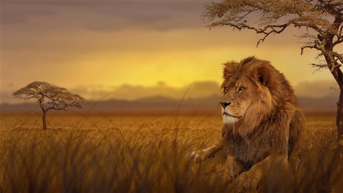 Lion in the Savannah at Sunset 4K