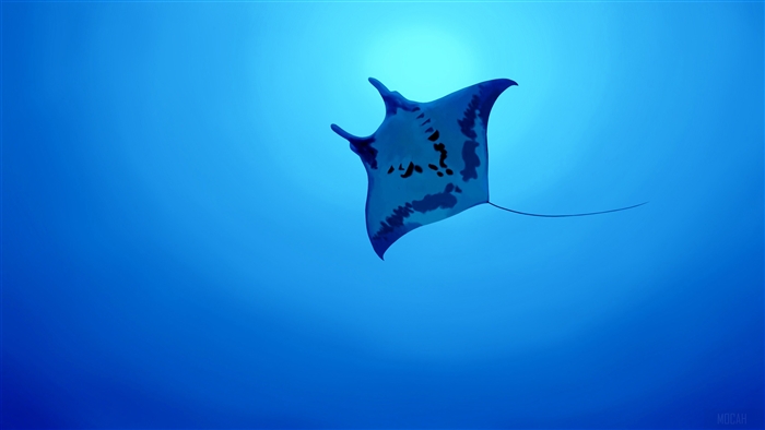 Manta Ray