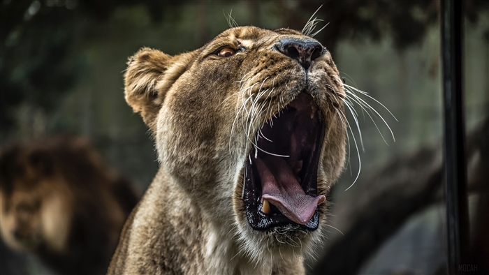 Lion yawning with mouth wide open 4K