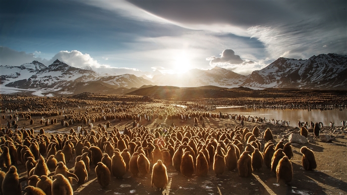 Juvenile King Penguins in a Colony