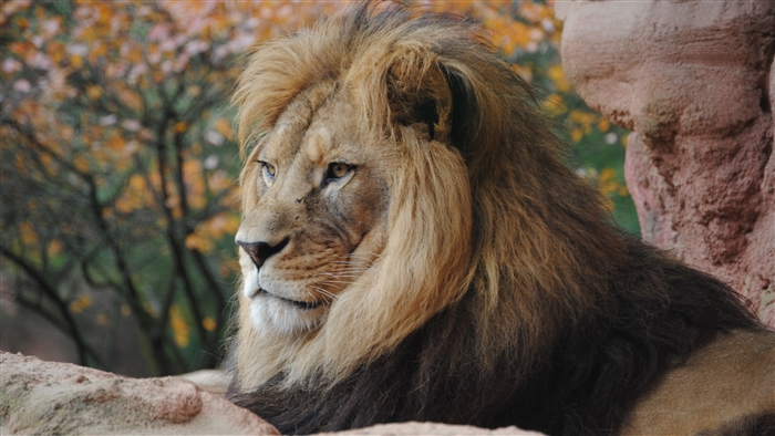 Wild Lion