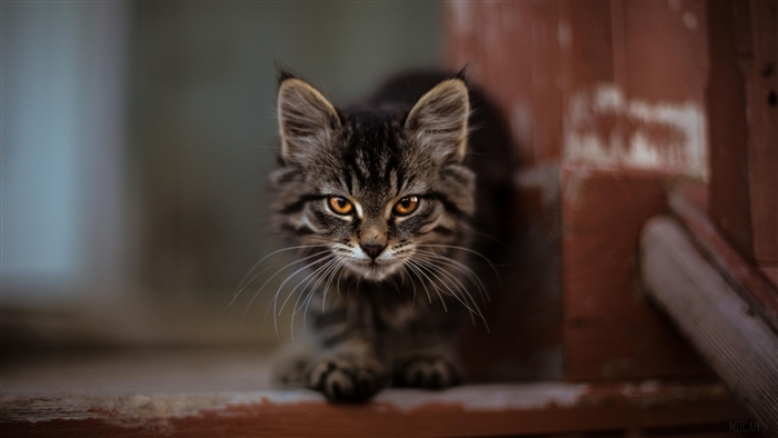 Tabby kitten with orange eyes