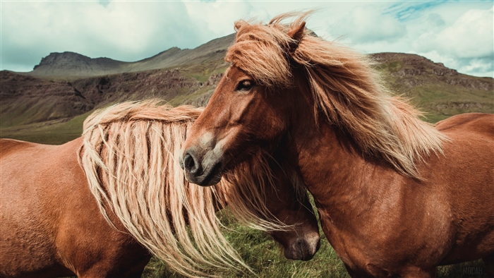 Two brown horses with flowing manes in a mountainous landscape 4K