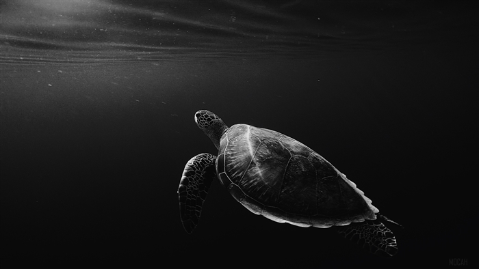 Turtle swimming in dark water